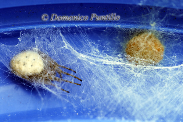 Araneide